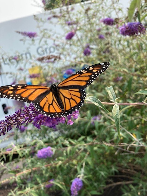 A monarch butterfly sits on a butterfly bush outside of the library